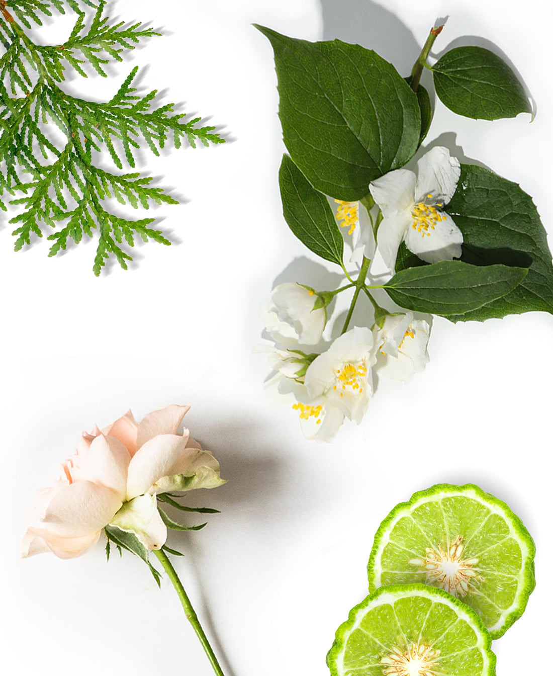 Clean Laundry Inspired in Downy Fragrance AP089 - AromaPlan