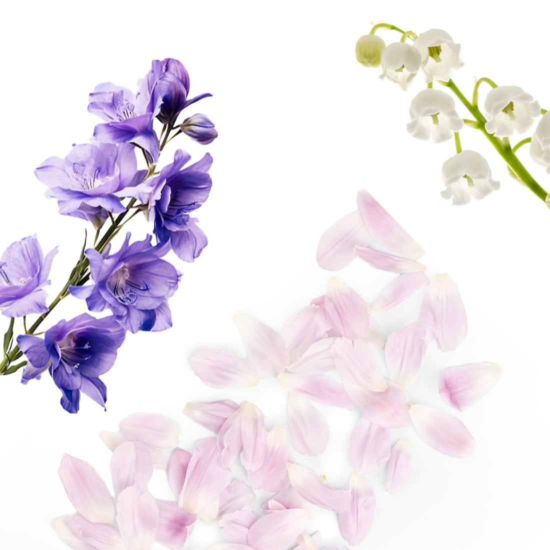 Tea Time Fragrance AP111 - AromaPlan