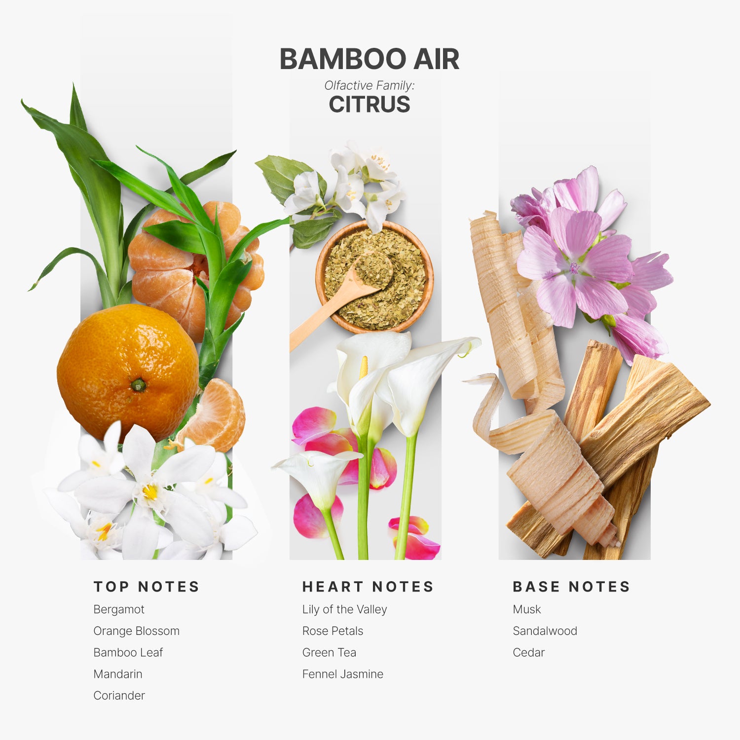 Best Sellers Samples + Full Size Bamboo fragrance Kit