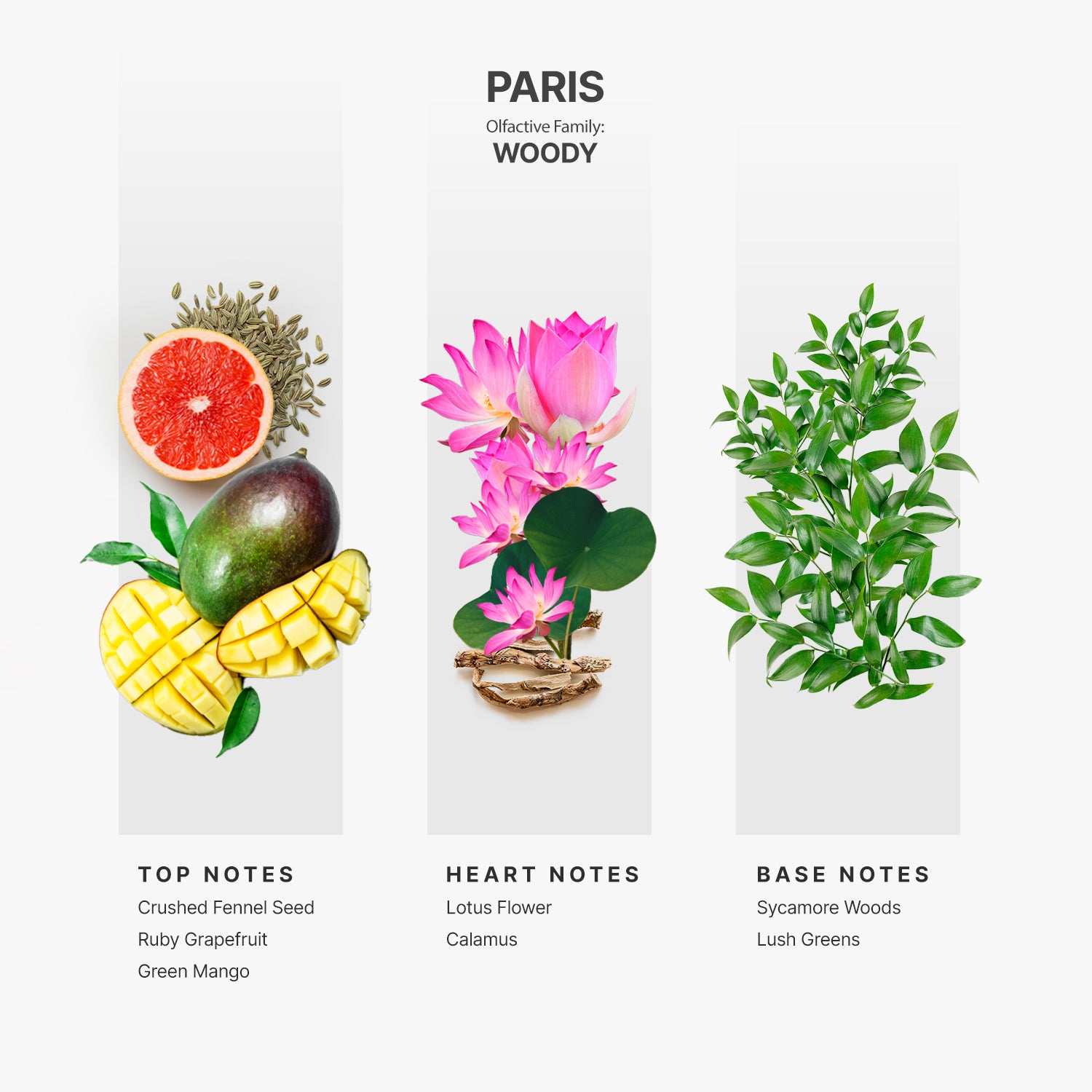 AP024 - Paris (Inspired by “Terre D&